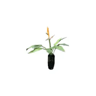 Штучна рослина  STRELITZIA BUSH
